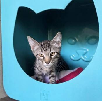 Morty -  Domestic Short Hair Cat for Adoption in Honolulu, Hawaii - Morty | PetCurious
