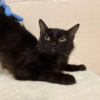 SVAS-Stray-39045 -  Domestic Medium Hair Cat for Adoption in Lyndhurst, Virginia - SVAS-Stray-39045 | PetCurious