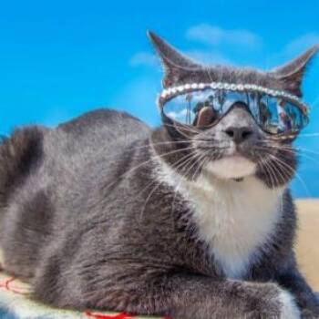 Ginny Gin -  Domestic Short Hair Cat Available for Adoption in Lake Jackson, Texas - Ginny Gin | PetCurious