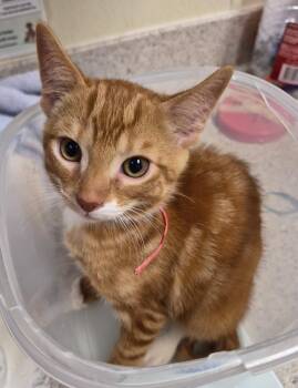 Carmine -  Domestic Short Hair Cat for Adoption in Christiansburg, Virginia - Carmine | PetCurious