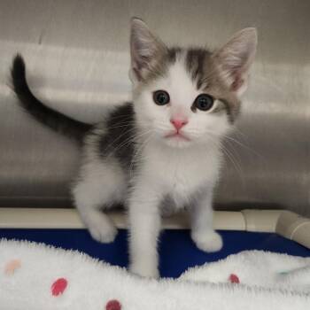 Piglet -  Domestic Short Hair Cat for Adoption in Fort Wayne, Indiana - Piglet | PetCurious