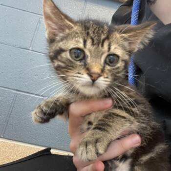 Rumi -  Domestic Short Hair Cat for Adoption in Bristol, Indiana - Rumi | PetCurious