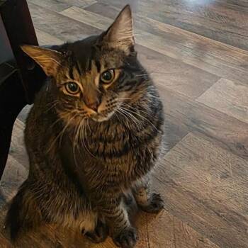 American Bobtail Cats Available for Adoption - Shadow | PetCurious
