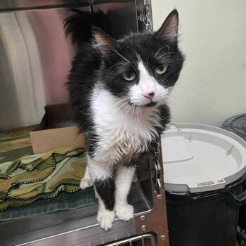 Moo Moo -  Domestic Medium Hair Cat for Adoption in Milan, Illinois - Moo Moo | PetCurious