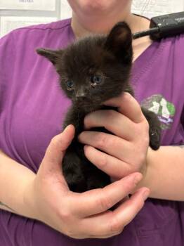 Elijah Sarratt -  Domestic Short Hair Cat for Adoption in Bloomington, Indiana - Elijah Sarratt | PetCurious