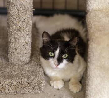 Rock -  Domestic Short Hair Cat for Adoption in Marana, Arizona - Rock | PetCurious