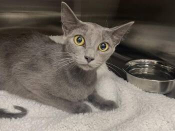 TWINKLES -  Domestic Short Hair Cat for Adoption in Killeen, Texas - TWINKLES | PetCurious
