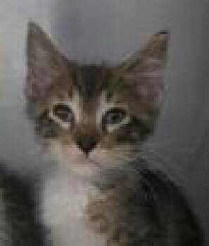 Fred -  Domestic Short Hair Cat for Adoption in Kansas City, Missouri - Fred | PetCurious