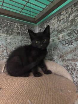 Dunkin -  Domestic Short Hair Cat for Adoption in Paducah, Kentucky - Dunkin | PetCurious