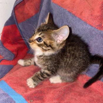 Kenny Chesney -  Domestic Short Hair Cat for Adoption in Crookston, Minnesota - Kenny Chesney | PetCurious