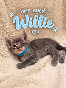 Willie -  American Shorthair Cat for Adoption in Paulina, Louisiana - Willie | PetCurious