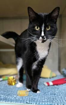 Domestic Short Hair Cats Available for Adoption in New Castle, Pennsylvania - Jasmine | PetCurious