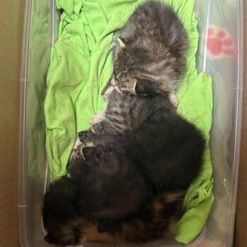 Domestic Short Hair Cats Available for Adoption in Riverside, California - MINEY | PetCurious