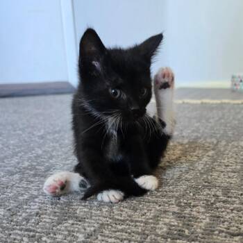 Rascal -  Domestic Short Hair Cat for Adoption in Los Angeles, California - Rascal | PetCurious