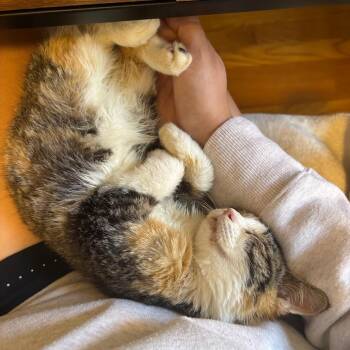 Candy Corn -  Domestic Short Hair Cat for Adoption in Evanston, Illinois - Candy Corn | PetCurious
