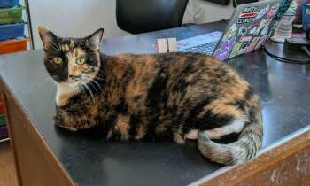 Rescue Domestic Short Hair Cats for Adoption in Kalamazoo, Michigan - Tumeer | PetCurious