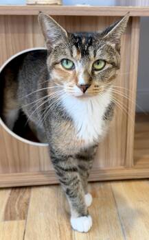 Cat -  American Shorthair Cat for Adoption in Hull, Massachusetts - Cat | PetCurious
