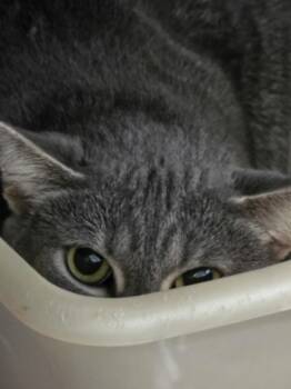 Rescue Domestic Short Hair Cats for Adoption in Marshall, North Carolina - Wonky Wombat | PetCurious