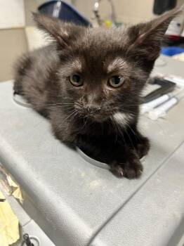 Midnight -  Domestic Short Hair Cat for Adoption in Hopkinsville, Kentucky - Midnight | PetCurious