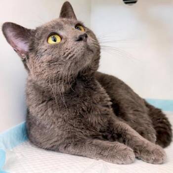 Domestic Short Hair Cats Available for Adoption - Shenanigans | PetCurious