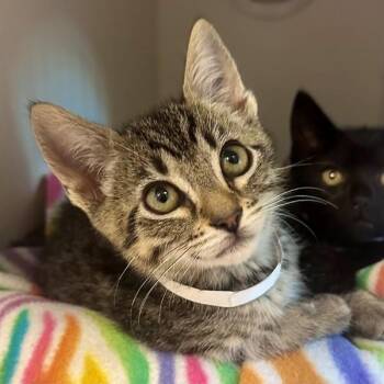 Atlas -  Domestic Short Hair Cat for Adoption in Walnut Creek, California - Atlas | PetCurious