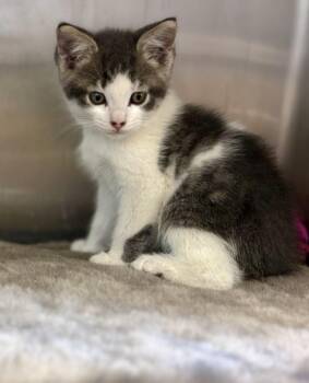 Autumn -  Domestic Medium Hair Cat for Adoption in Sandusky, Michigan - Autumn | PetCurious
