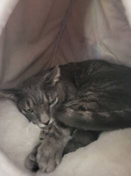 Rescue Domestic Short Hair Cats for Adoption in New York, New York - Marsala | PetCurious