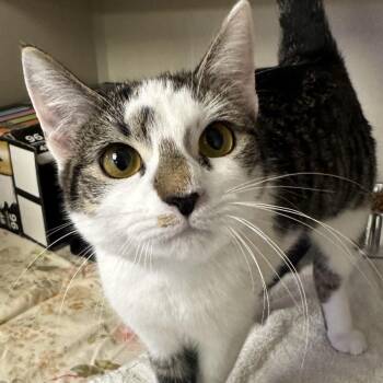 Domestic Short Hair Cats Available for Adoption in Westhampton, New York - Baby Meow-Meow | PetCurious