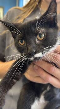 Gucci -  Tuxedo Cat Available for Adoption in Lambertville, New Jersey - Gucci | PetCurious