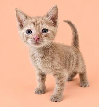 Circe -  Domestic Short Hair Cat for Adoption in Little Rock, Arkansas - Circe | PetCurious