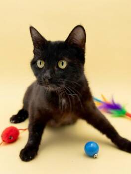 Domestic Short Hair Cats Available for Adoption - Ellen | PetCurious