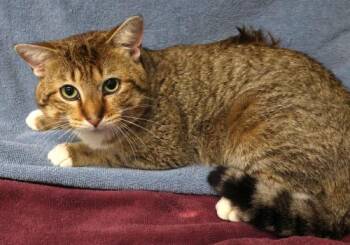 Domestic Short Hair Cats Available for Adoption in Thief River Falls, Minnesota - Scribble | PetCurious