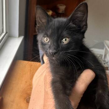 Edmund Pevensie -  Domestic Short Hair Cat for Adoption in Chattanooga, Tennessee - Edmund Pevensie | PetCurious