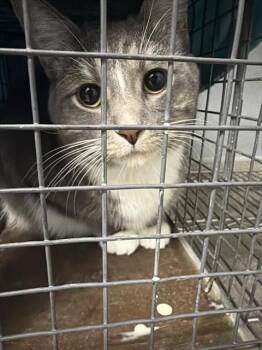 CINOS -  Domestic Short Hair Cat for Adoption in Las Vegas, Nevada - CINOS | PetCurious