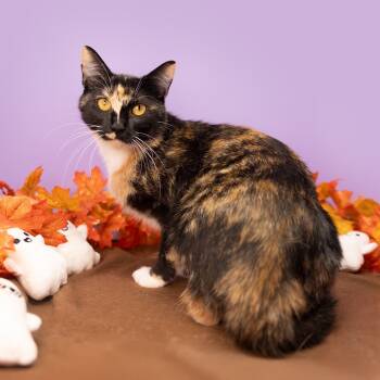 Rescue Domestic Short Hair Cats for Adoption in Durham, North Carolina - Pebble | PetCurious