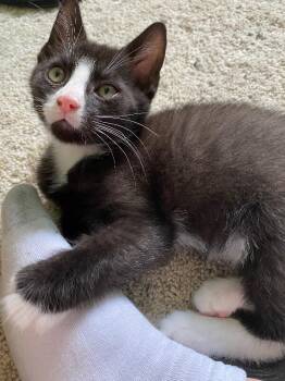 Pumpkin -  Domestic Short Hair Cat for Adoption - Pumpkin | PetCurious