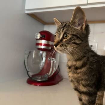 Rescue Domestic Short Hair Cats for Adoption in Charlotte, North Carolina - Ophelia | PetCurious