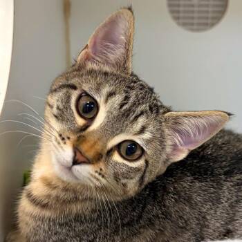 Aloe -  Domestic Short Hair Cat for Adoption in Woodinville, Washington - Aloe | PetCurious