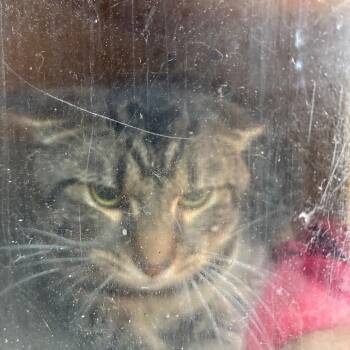 Paulette -  Domestic Short Hair Cat for Adoption in Philadelphia, Pennsylvania - Paulette | PetCurious