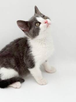 Twix -  Domestic Short Hair Cat for Adoption in Bowling Green, Kentucky - Twix | PetCurious