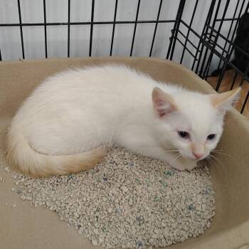 Snowflake -  Domestic Short Hair Cat for Adoption in Coos Bay, Oregon - Snowflake | PetCurious