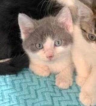 Nora -  Domestic Short Hair Cat for Adoption in Houston, Texas - Nora | PetCurious