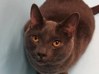 Smoke -  Domestic Short Hair Cat for Adoption in Golden Valley, Minnesota - Smoke | PetCurious
