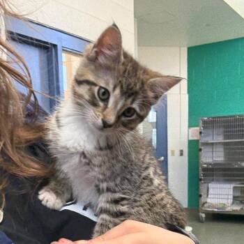 Pip -  Domestic Short Hair Cat Available for Adoption in Pittsburgh, Pennsylvania - Pip | PetCurious