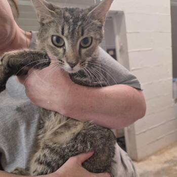 Purr-ina -  Domestic Short Hair Cat for Adoption in Clanton, Alabama - Purr-ina | PetCurious
