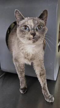 Domestic Short Hair Cats Available for Adoption - Muffin | PetCurious