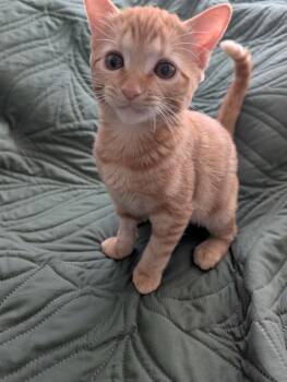 The Brain -  Domestic Short Hair Cat for Adoption in Tucson, Arizona - The Brain | PetCurious