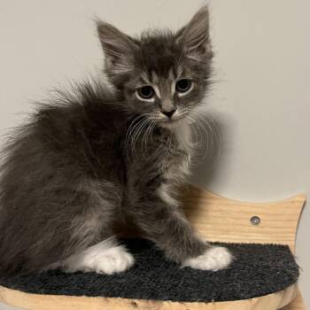 Joey (Black) -  Domestic Short Hair Cat for Adoption in Franklin, Tennessee - Joey (Black) | PetCurious