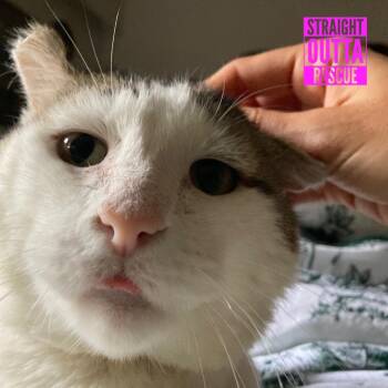 Balboa -  Domestic Short Hair Cat for Adoption in Vancouver, British Columbia - Balboa | PetCurious