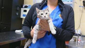 DOLLY PURTON -  Domestic Short Hair Cat for Adoption in Cookeville, Tennessee - DOLLY PURTON | PetCurious